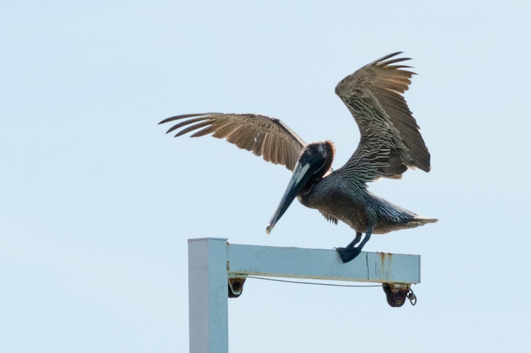 20170211 101830•SaintFrancois•Guadeloupe•Guadeloupe